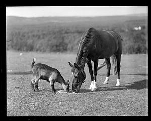 A horse and a goat