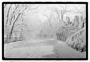 Snow covered street and trees