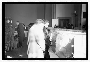 Cat show