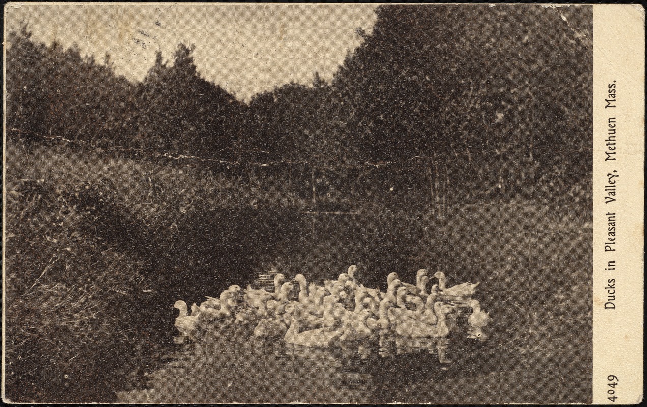 Ducks in Pleasant Valley, Methuen, Mass.