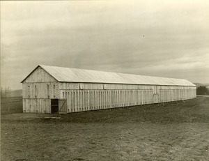 Tobacco Crop, Hadley, Mass. Largest barn in the valley