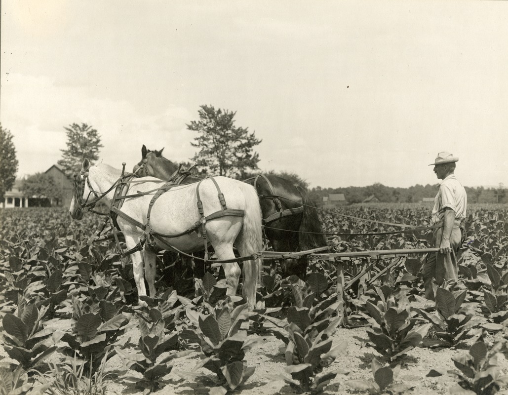 Tobacco Crop, Hadley, Massachusetts, Horse hoeing