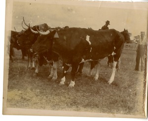 Cattle at the Fair