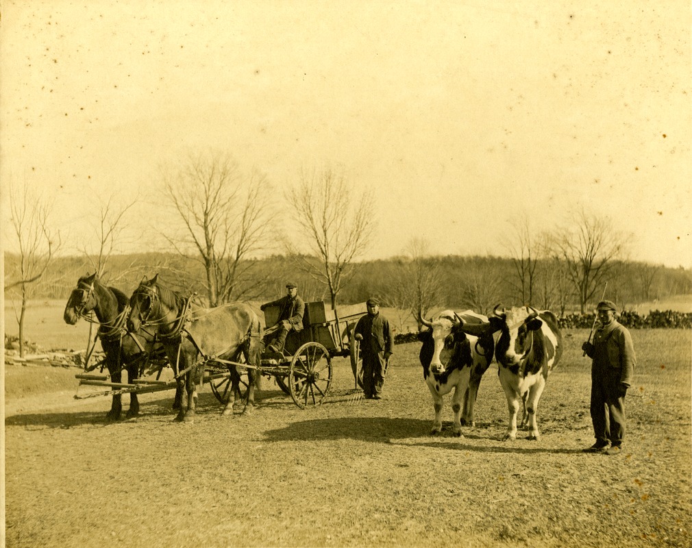 Farm workers with oxen at the Ward estate, Shrewsbury, Massachusetts, circa 1890.