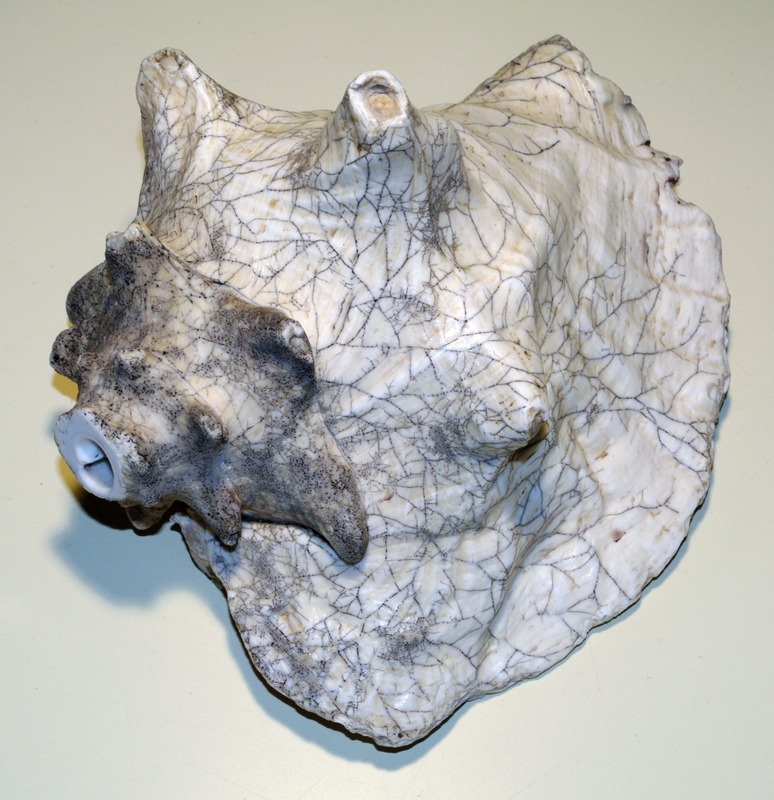 Williamsburg conch shell, c. 1771