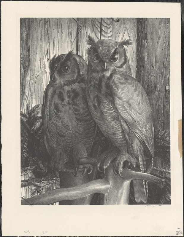 Owls - Digital Commonwealth