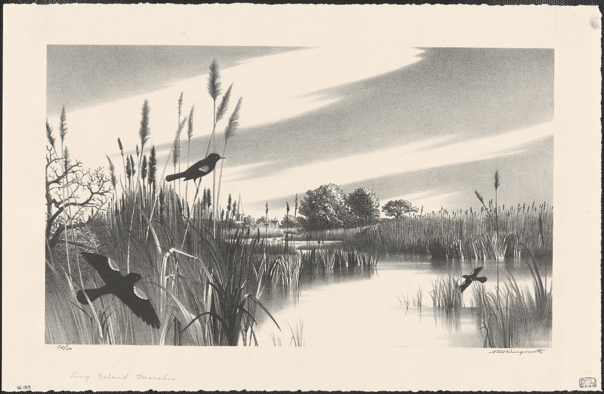 Long Island marshes