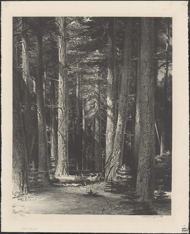 Cool forest