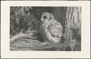 Wood owl