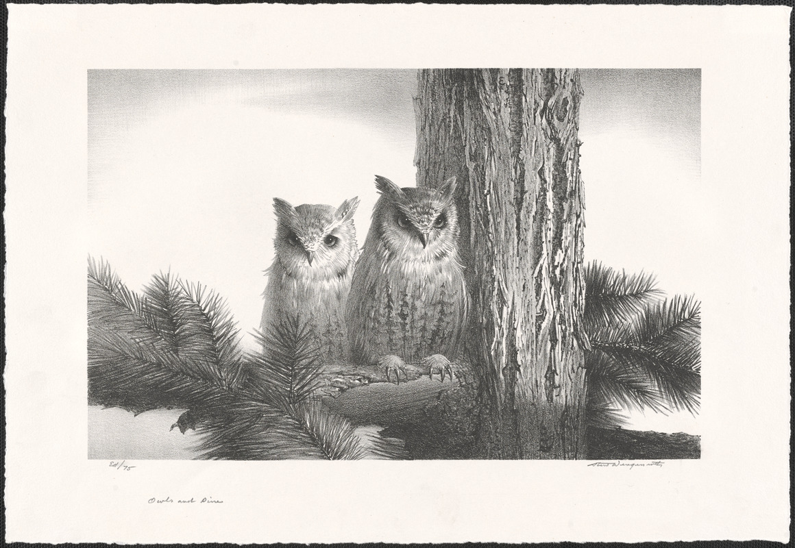 Owls and pine