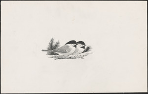 Two small birds on a bough