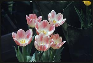 Flowers market