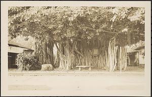 Banyou tree, Bishop Museum