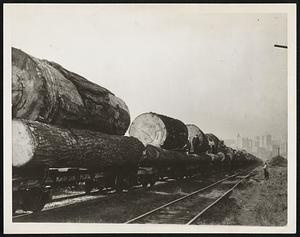 Once More Miles of Logs Find Their Way to Tacoma Mills. Tacoma, Washington -- Northwest lumber business is again in full swing. Photo shows giant logs coming to tidewater for milling at Tacoma, the Lumber Capitol of America.