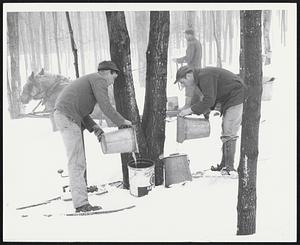 Albert + Avery Colston of South Woodstock, Vermont gather sap from buckets in a maple tree orchard. - They have to use snow shoes as the snow is over 3 feet deep.
