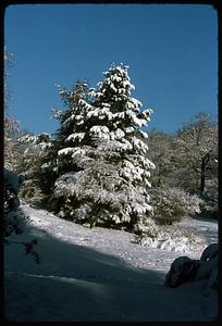 Snow covered trees and ground