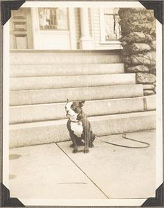 A Boston terrier sits in front of a set of stairs