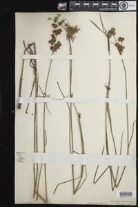 Juncus canadensis subsp. longicaudatus
