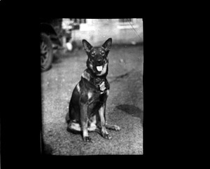 Police dog "Dynamite"