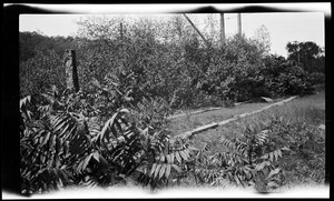 Granite Railway tracks to cutting sheds