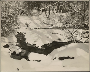 Ward's Pond and Ward's Brooks at Willow Spring Pond