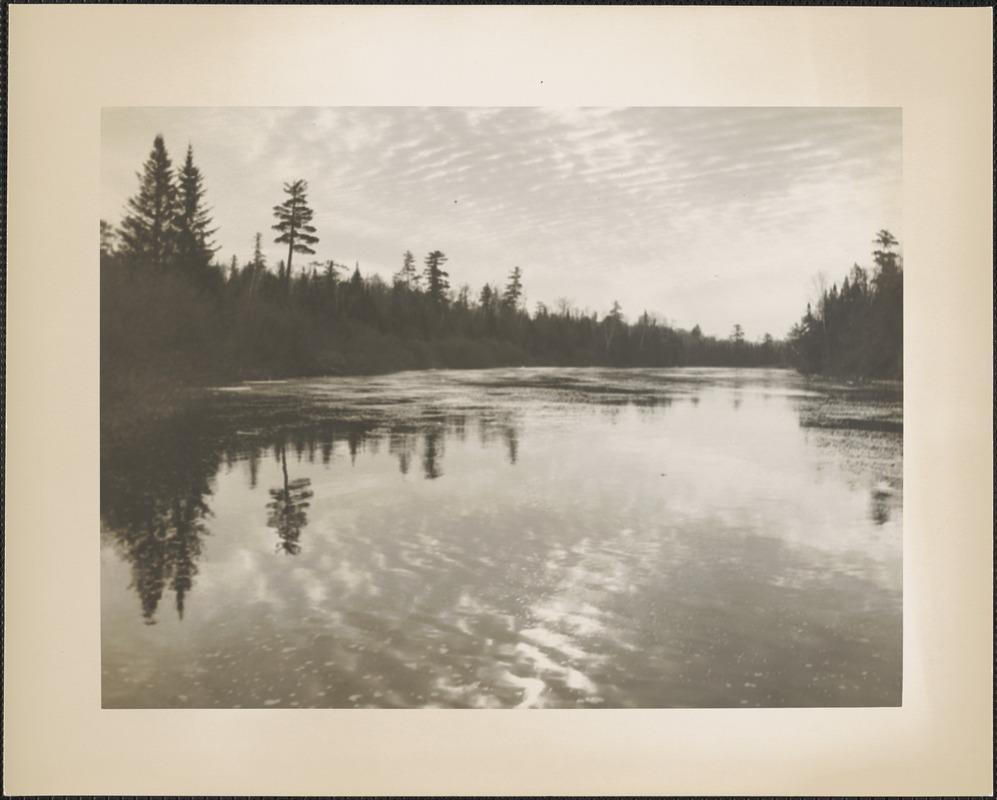 Reflection of trees on water