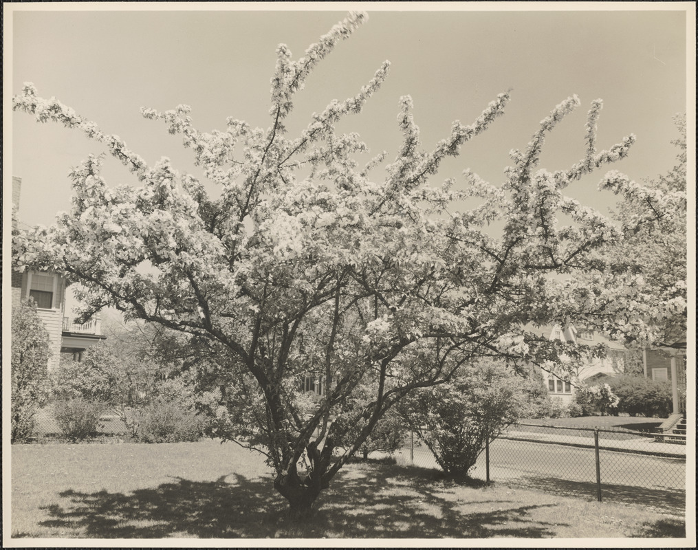 Cherry blossom tree in yard