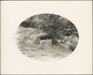 Ward's Pond, snow view of hillside