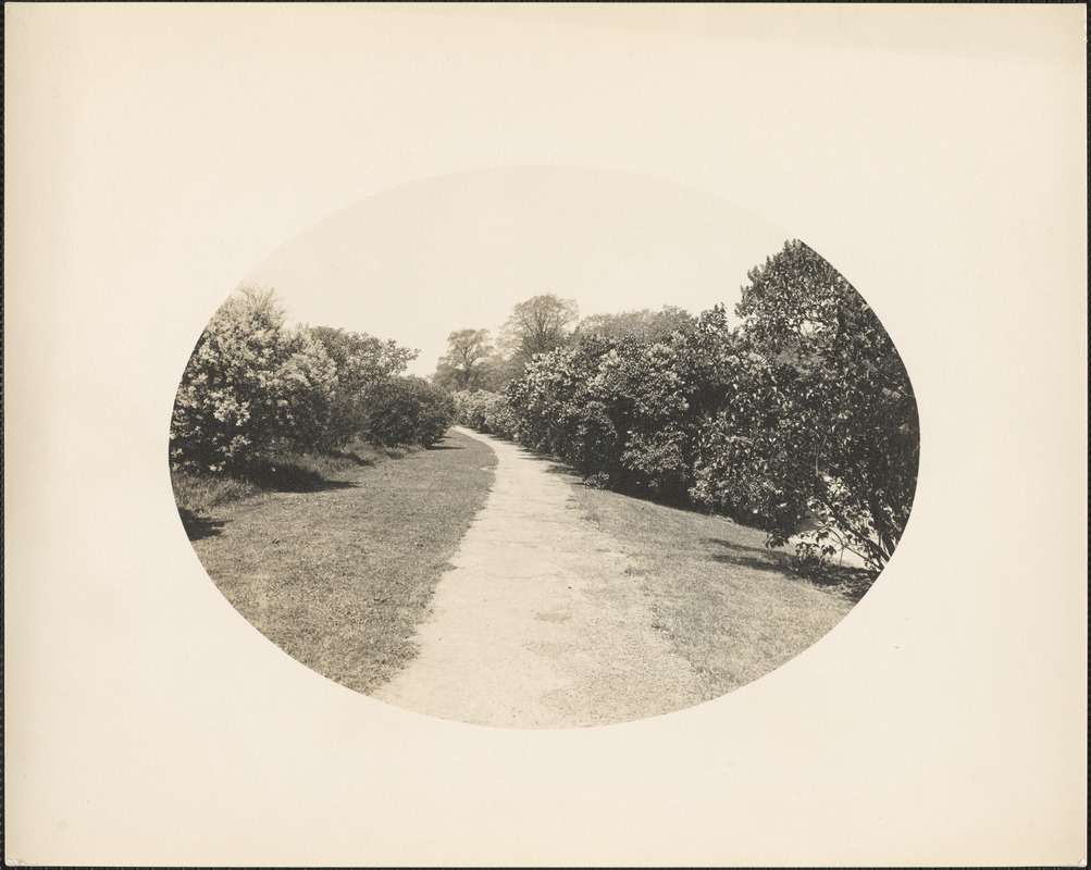 Path through lilacs at Arnold Arboretum