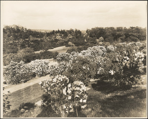 Bird's eye view of the lilacs, Arnold Arboretum