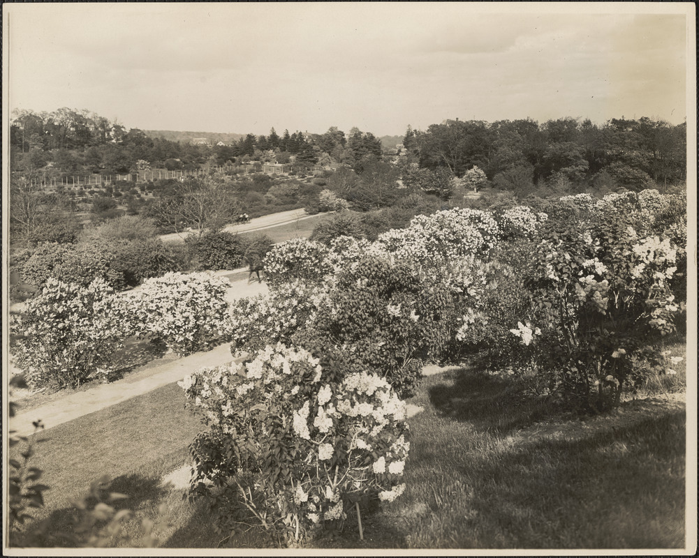 Bird's eye view of the lilacs, Arnold Arboretum