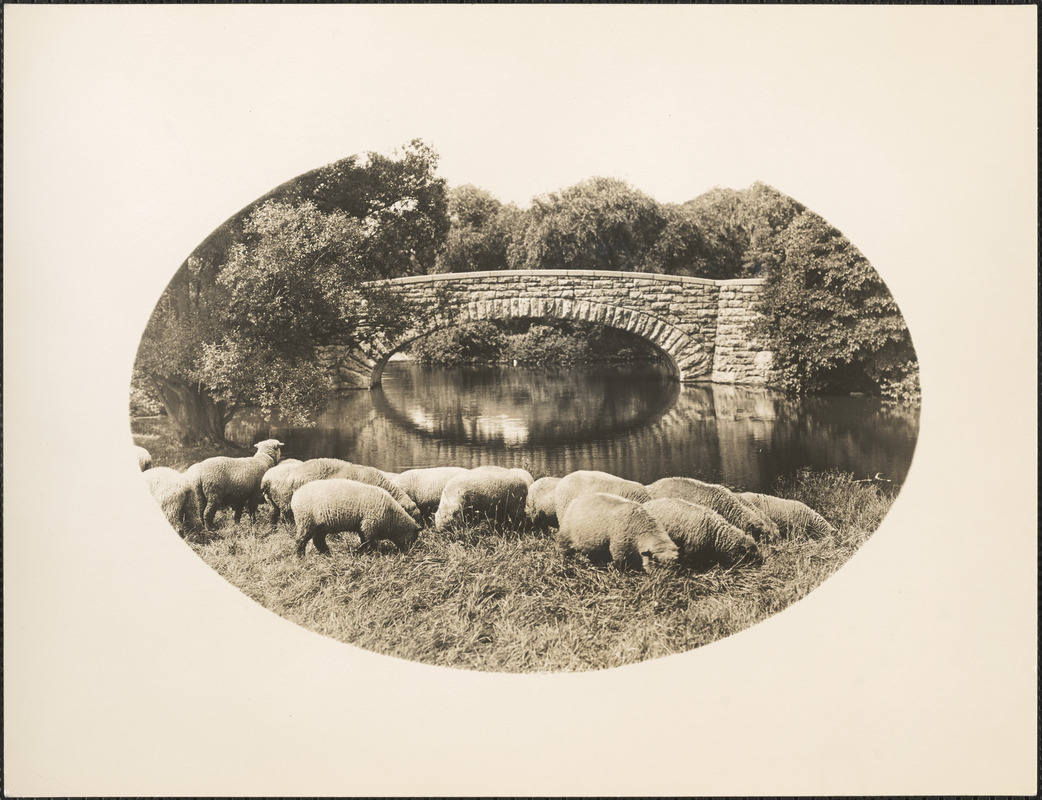 Franklin Park bridge with sheep in foreground