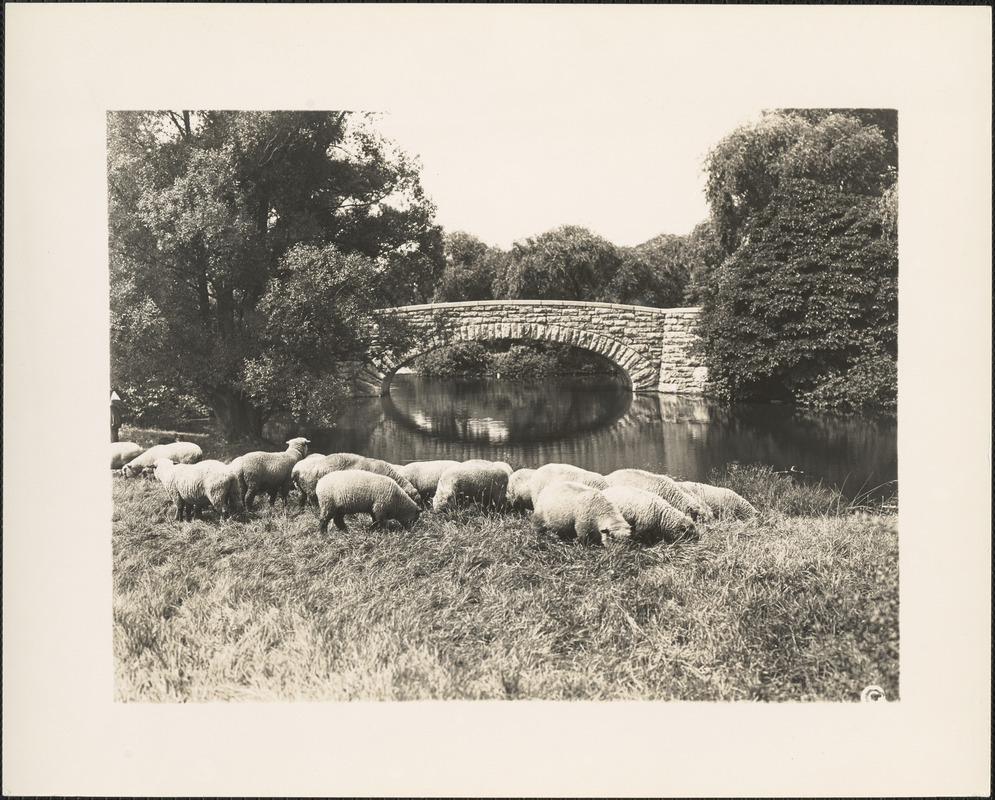 Franklin Park bridge with sheep in foreground