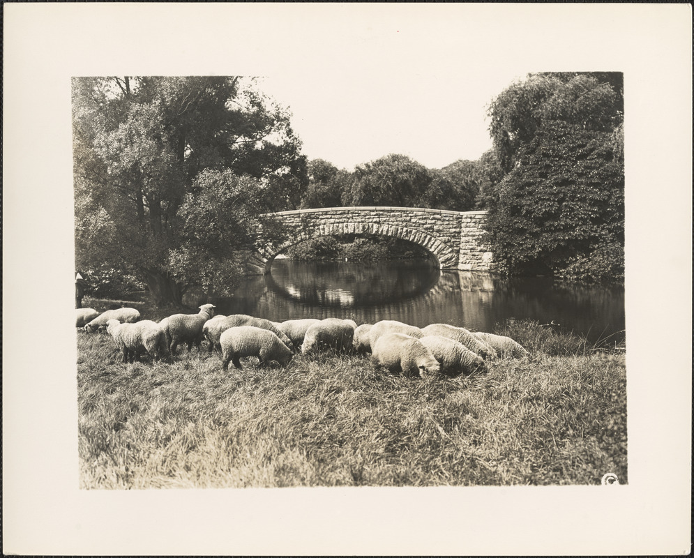 Franklin Park bridge with sheep in foreground