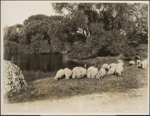 Franklin Park with sheep and pond