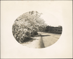 Malus arnoldiana, Arnold Arboretum, roadway along pond