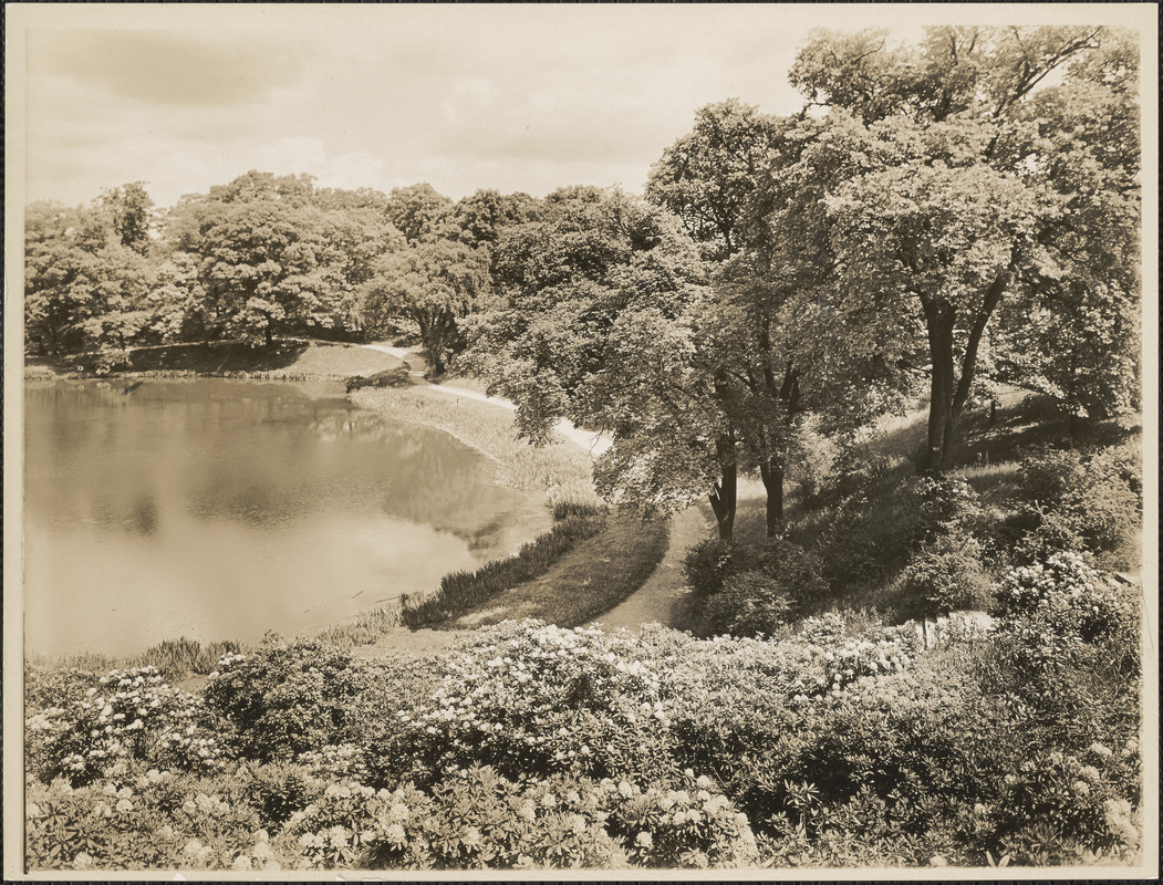 Ward's Pond, looking down from Perkins Street