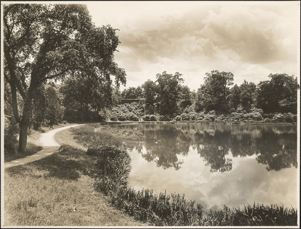 Reflecting clouds in Ward's Pond, looking down from Perkins Street