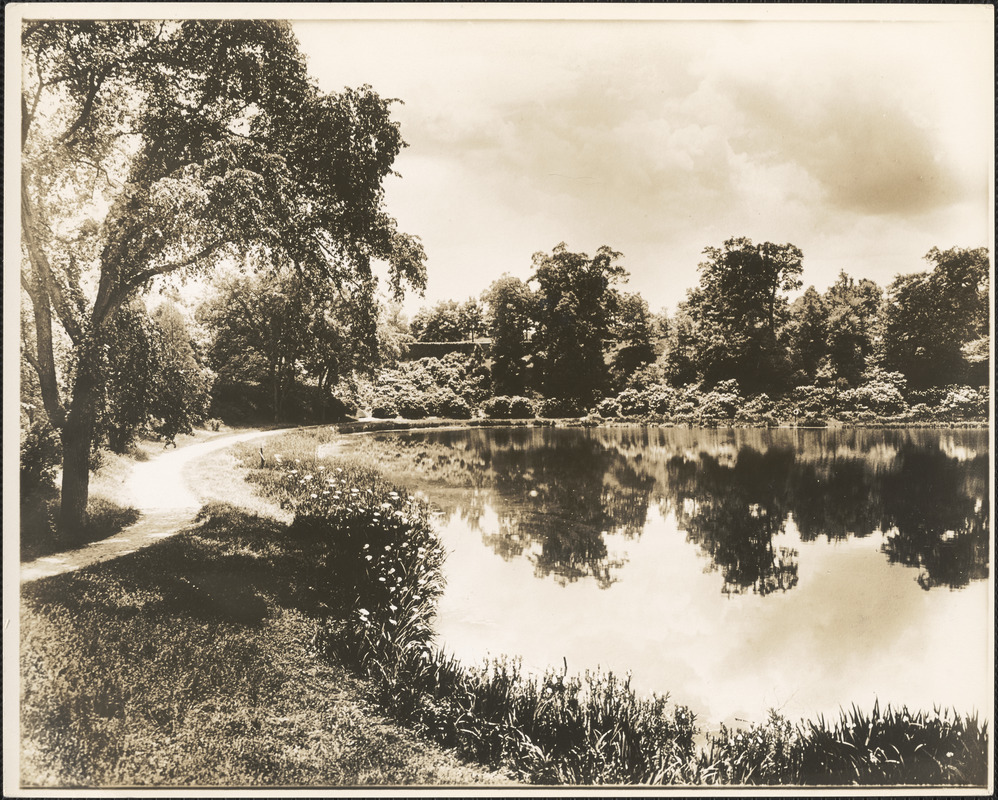 Reflecting clouds in Ward's Pond, looking down from Perkins Street