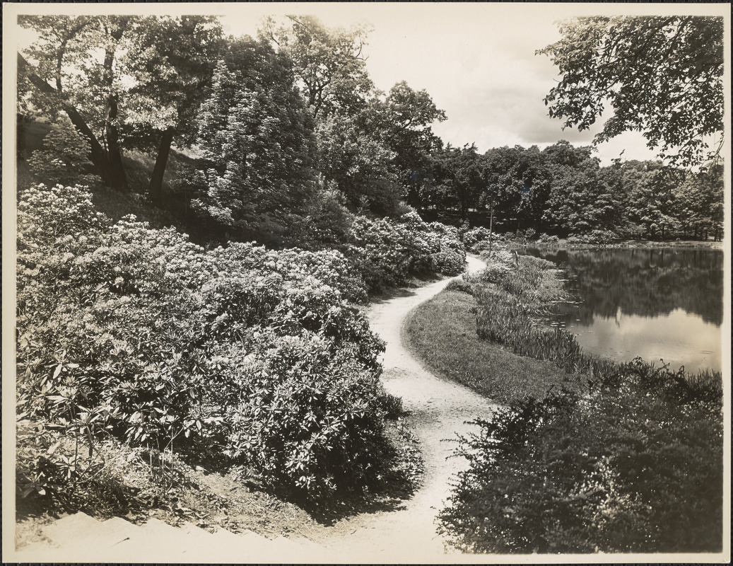 Ward's Pond, looking down from stairs