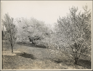 Young blossom trees in Arnold Arboretum, Jamaica Plain, Massachusetts
