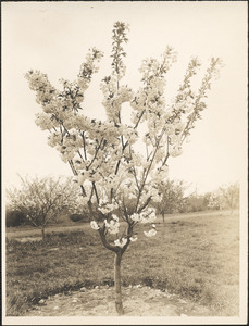 Prunus serrulata Horinji, Japan, whole tree