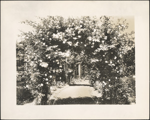 Rose garden at Franklin Park