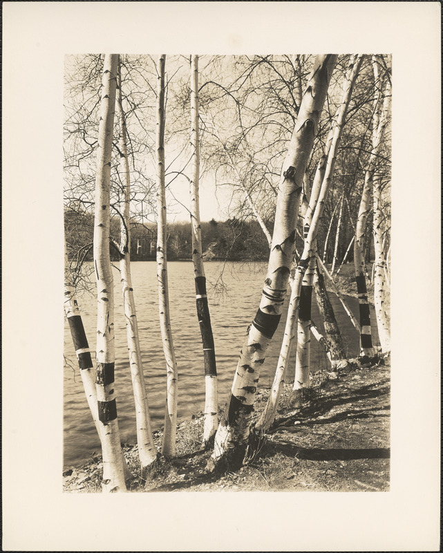 Birch trees at Spot Pond