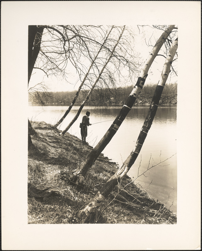 Boy fishing among birch trees at Spot Pond