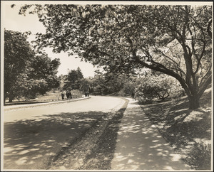 Path in Arnold Arboretum