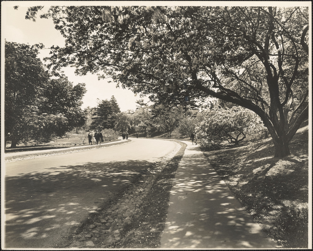 Path in Arnold Arboretum