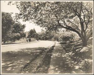 Path in Arnold Arboretum