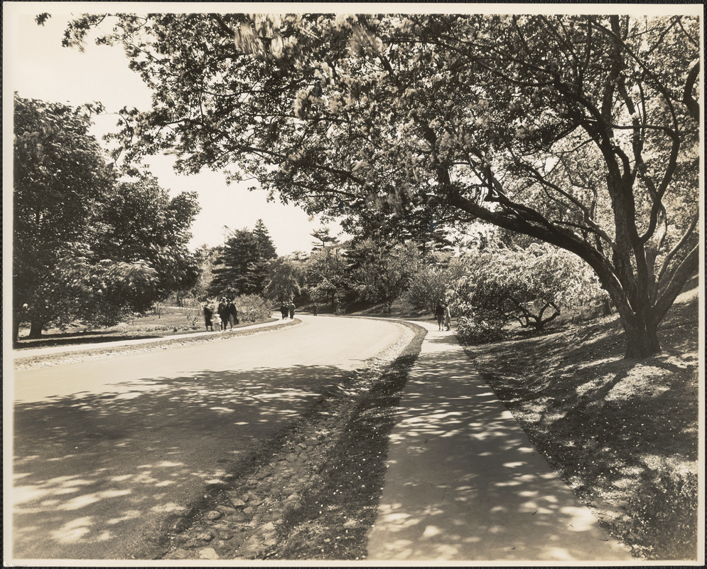 Path in Arnold Arboretum