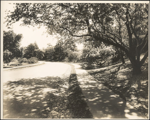 Roadway in the Arnold Arboretum